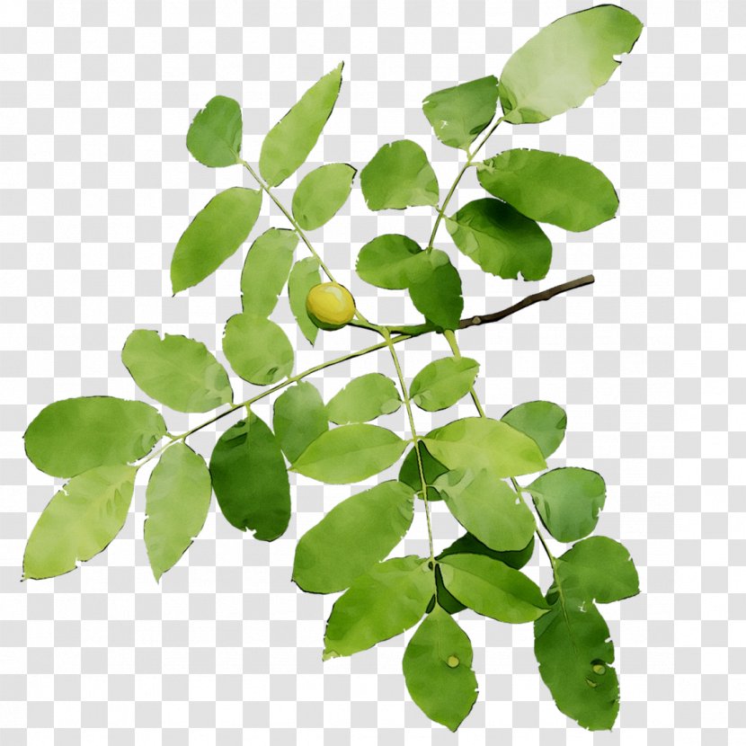 Leaf Plant Stem Plants - Tree - Moringa Transparent PNG