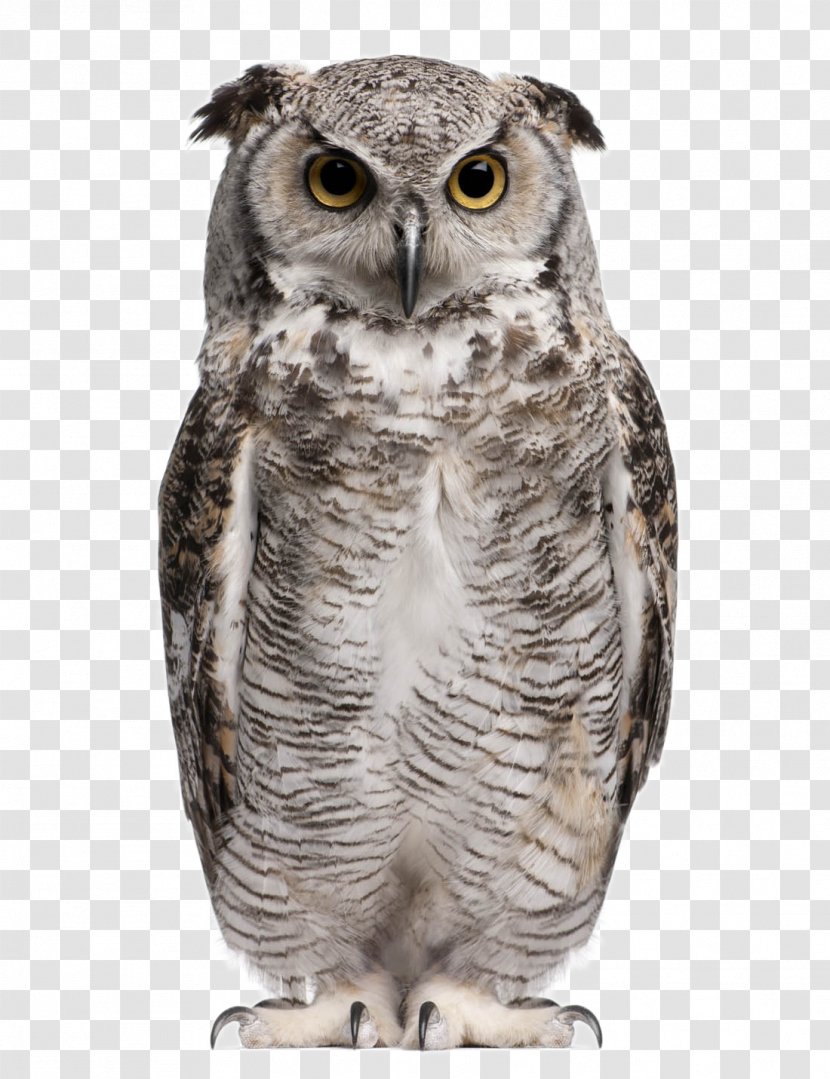 Great Horned Owl Eurasian Eagle-owl Snowy Barn Stock Photography - Lovely Transparent PNG
