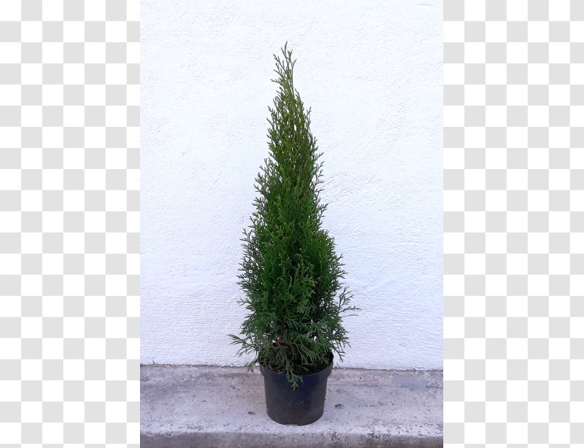 Spruce Arborvitae English Yew Larch Evergreen - Tree Transparent PNG