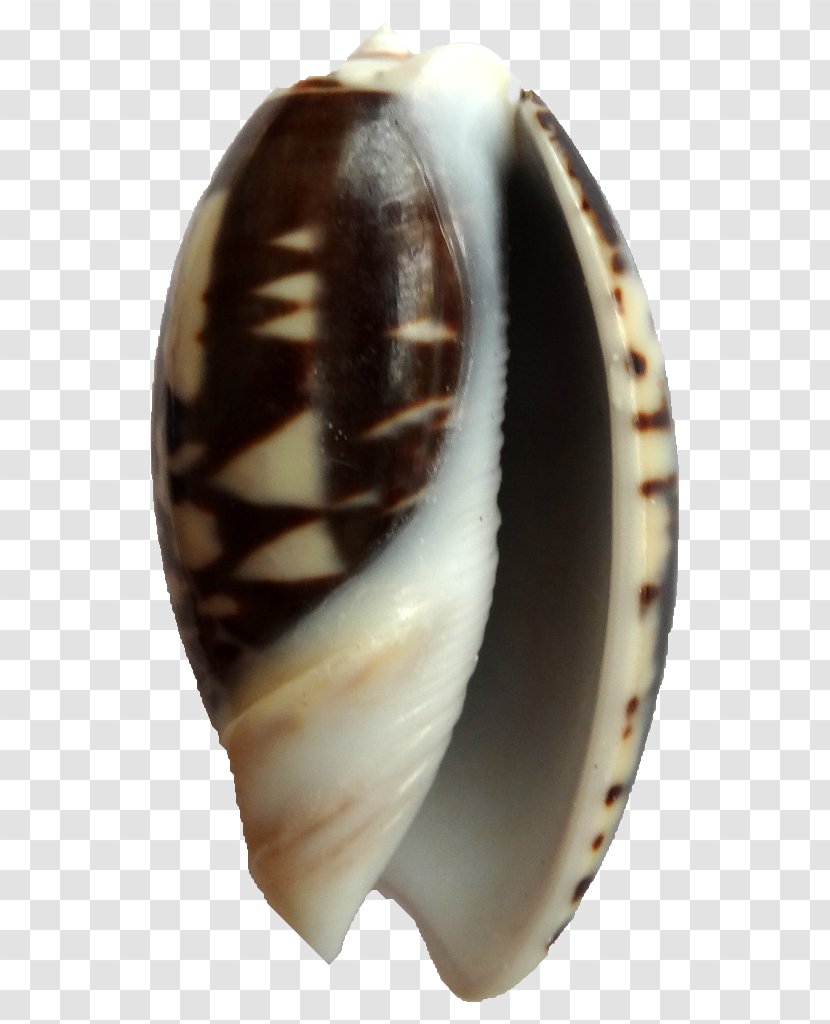 Clam Seashell Sea Snail Conchology Shankha - Color Transparent PNG