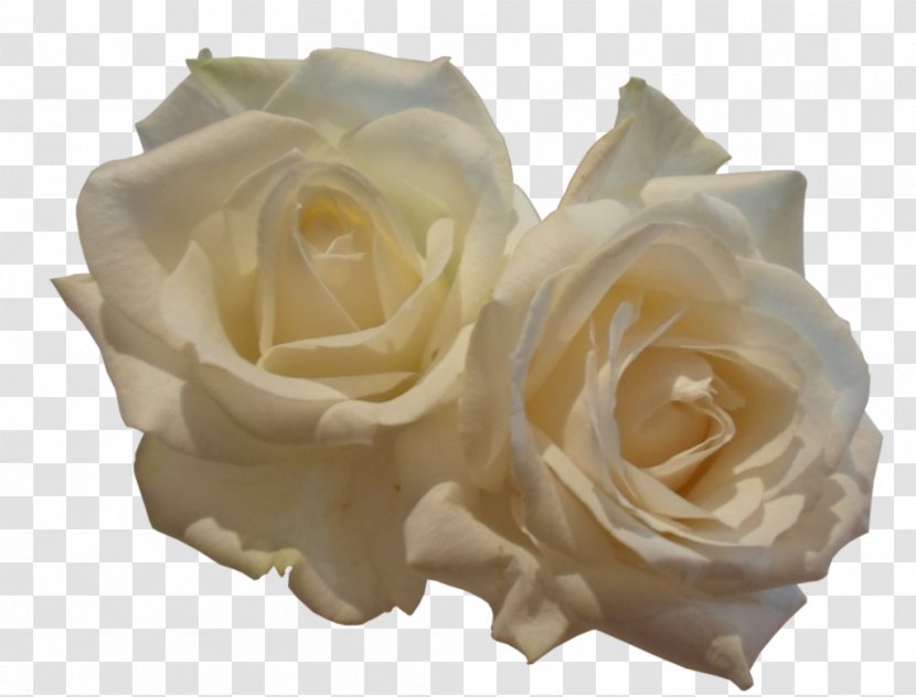 Garden Roses - Cut Flowers - White Transparent PNG