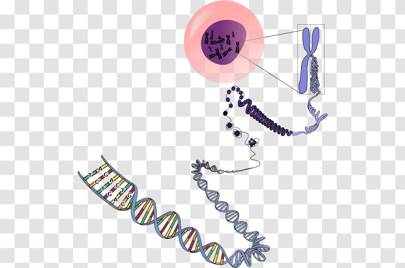 RNA Chromosome Genetics DNA - Rna Editing - Dna Transparent PNG