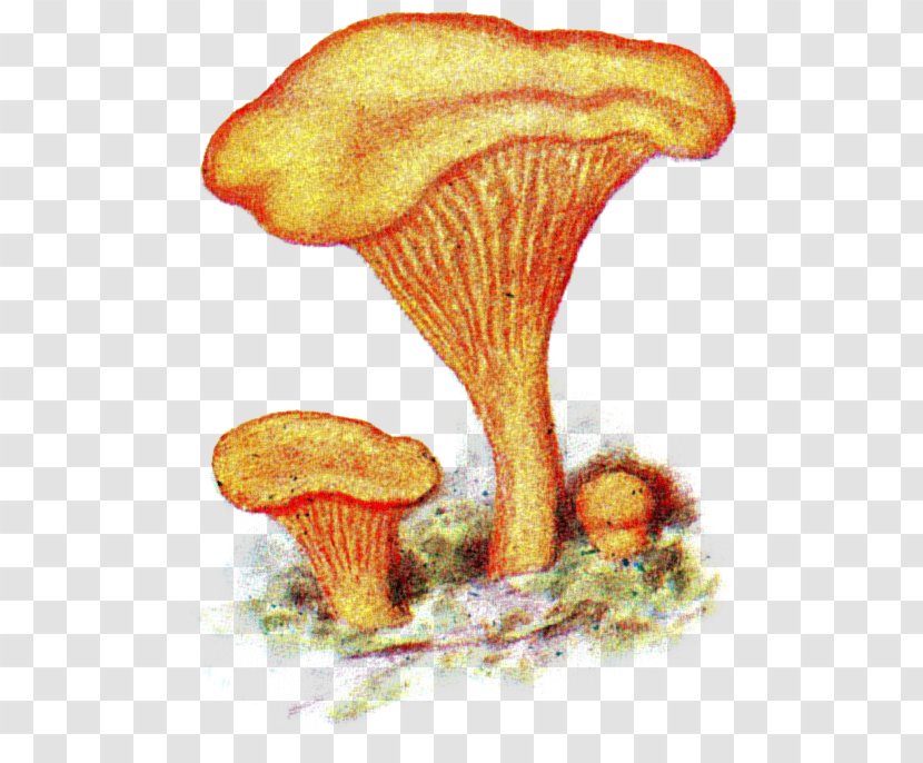 Chanterelle Fungus Mushroom Har Du Sett Herr Kantarell Pileus - Biological Classification Transparent PNG