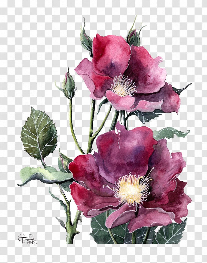 Watercolor Painting Peony Flower Illustration - Plant - Red Transparent PNG