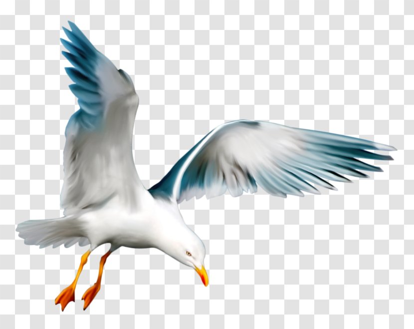 European Herring Gull Seabird Swallow - Flying Transparent PNG