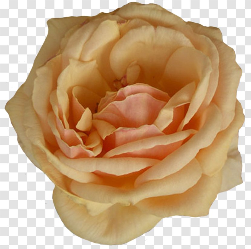 Garden Roses Beach Rose Cut Flowers - Green - Flower Transparent PNG