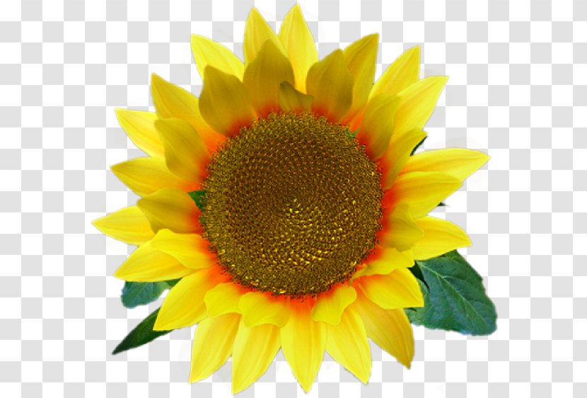 Common Sunflower Desktop Wallpaper Clip Art - Annual Plant - Image File Formats Transparent PNG