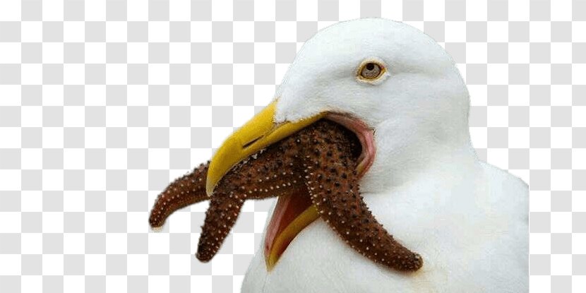 Gulls Bird Starfish Eating Food - Swallowing Transparent PNG