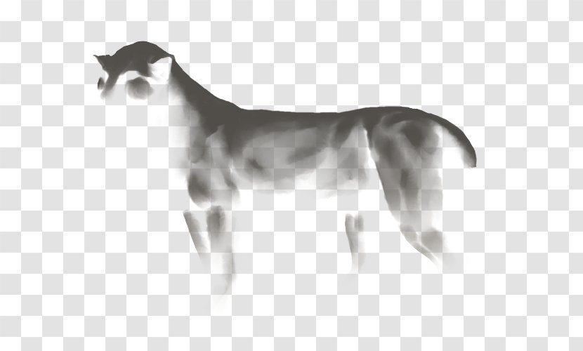 Dog Breed Whippet Italian Greyhound Snout - Pride Of Lions Transparent PNG