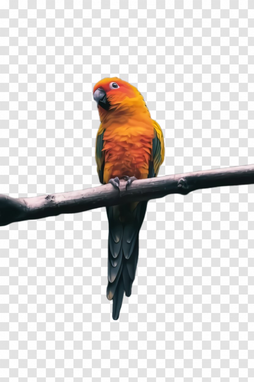 Colorful Background - Macaw - Lorikeet Budgie Transparent PNG