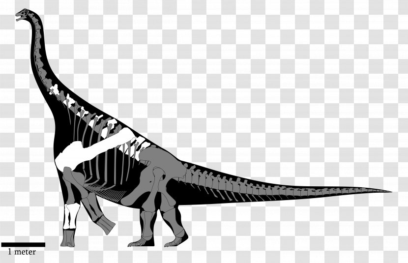 Tyrannosaurus Nemegtosaurus Yongjinglong Alamosaurus Isisaurus - Vertebral Column - Skeleton Transparent PNG