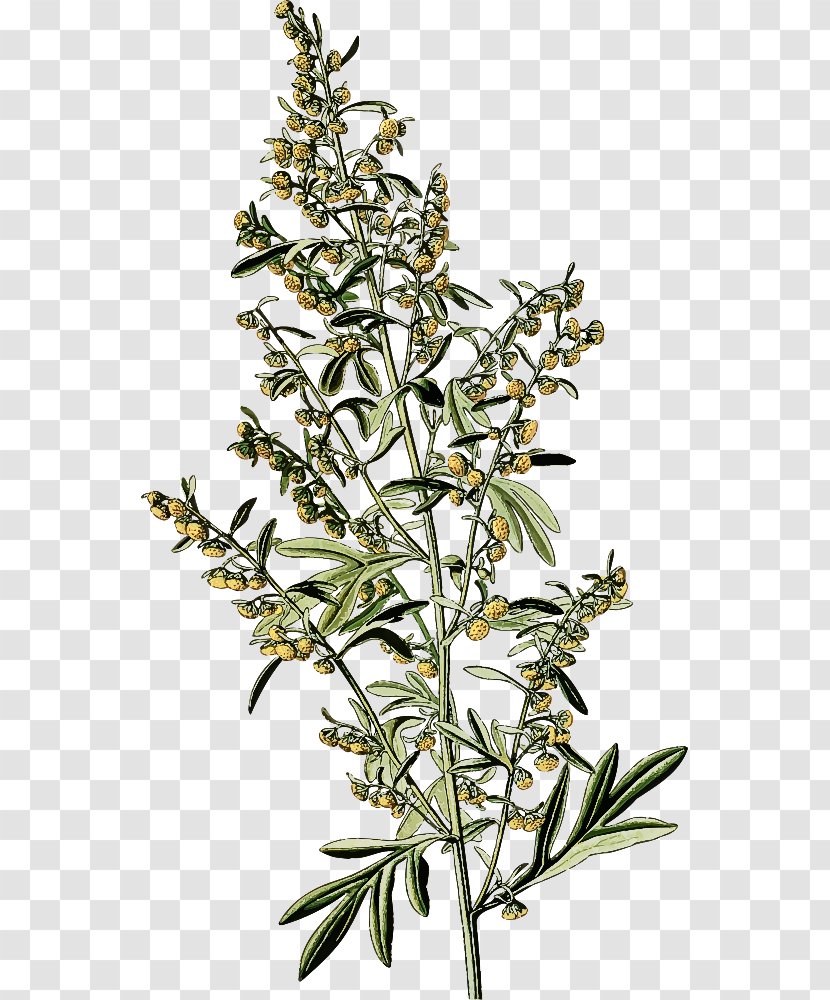 Flower Plant Subshrub Stem Herbaceous Transparent PNG