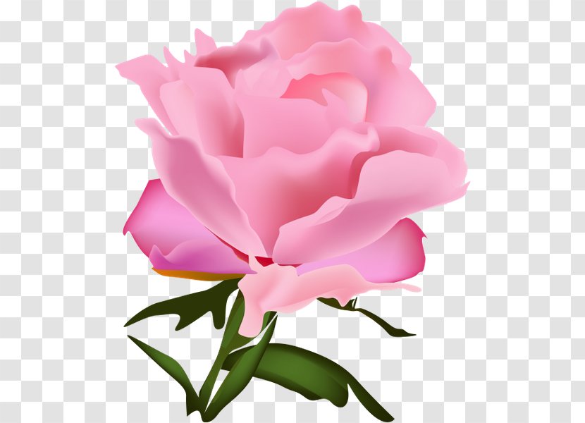 Garden Roses Cabbage Rose Floribunda Carnation Cut Flowers - Tree - Peony Transparent PNG
