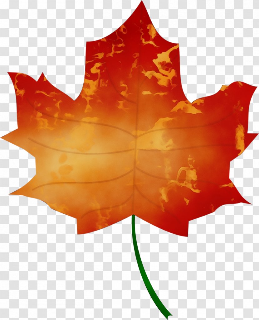 Autumn Leaf Drawing - Plane - Soapberry Family Symmetry Transparent PNG