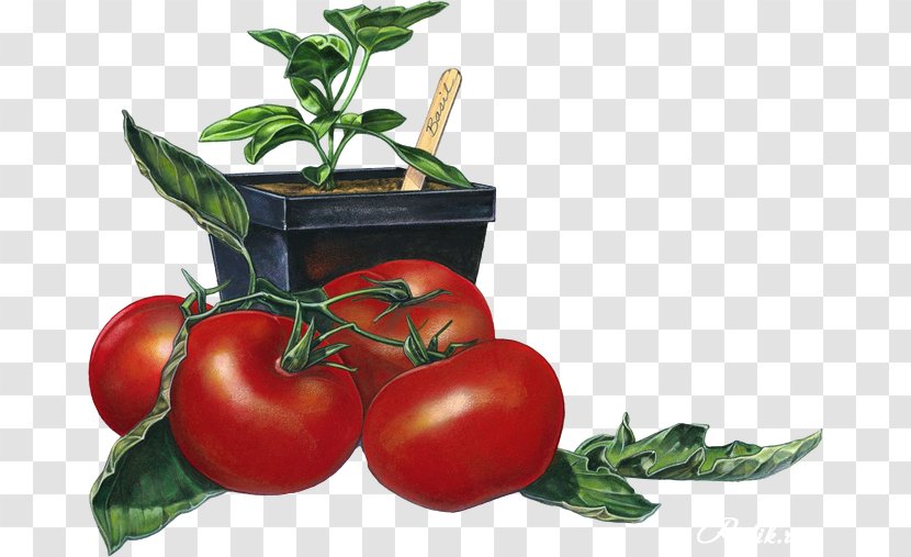Bush Tomato Juice Bruschetta Italian Cuisine Mamma DiSalvo's - Seasoning - Vegetable Transparent PNG