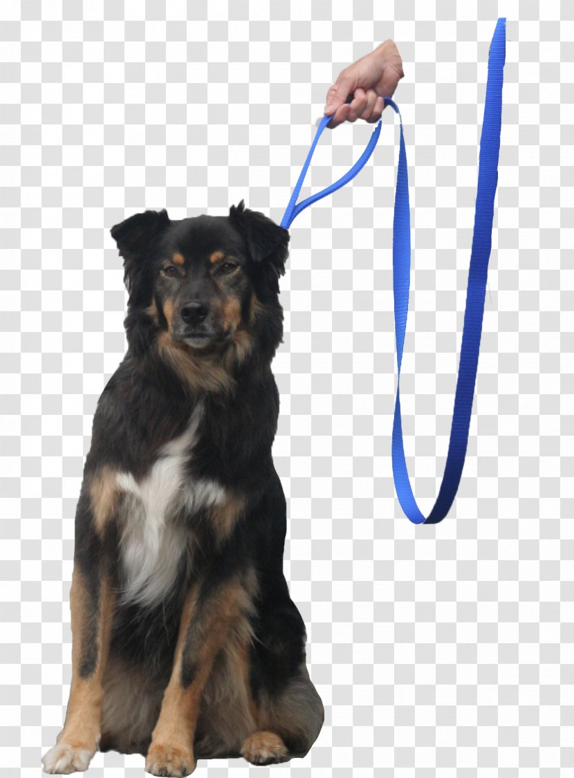 Leash Companion Dog Puppy Obedience Training - Collar Transparent PNG