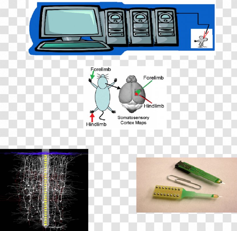 Data Analysis MATLAB Nervous System Electrophysiology - Neuron - Array Structure Transparent PNG
