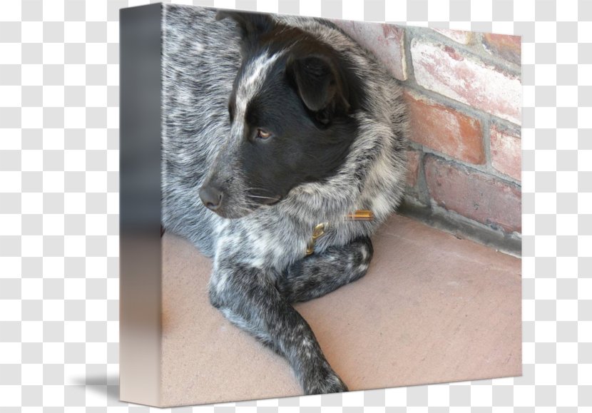 Stabyhoun Australian Cattle Dog Breed Stumpy Tail Sporting Group - Rare - In Kind Transparent PNG