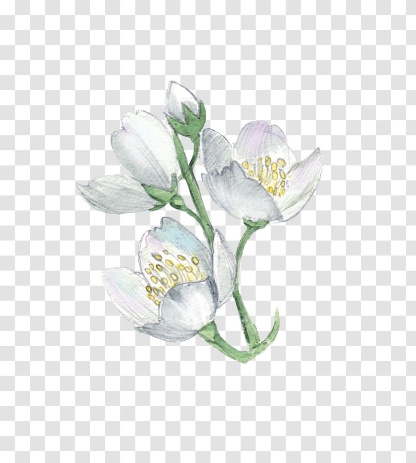 White Flower Plant Illustration - Petal - Watercolor Flowers Transparent PNG