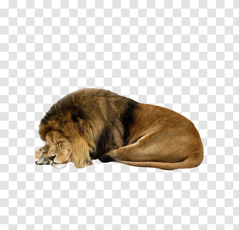 Lion Clip Art - Snout Transparent PNG