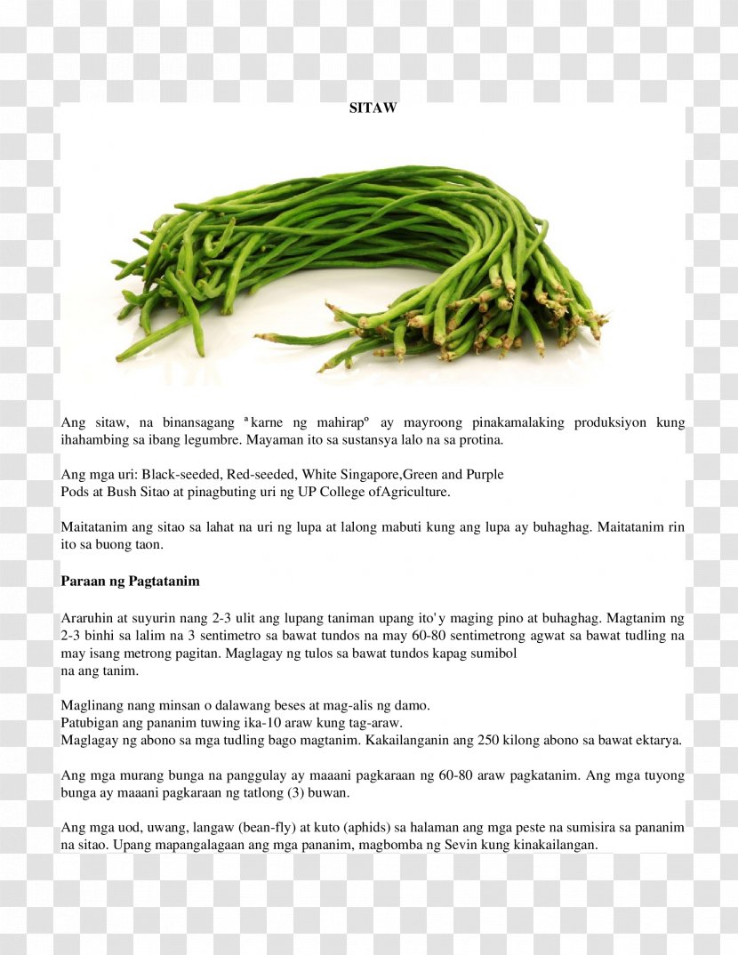 Filipino Cuisine Lima Bean Green Yardlong - Plant - Vegetable Transparent PNG