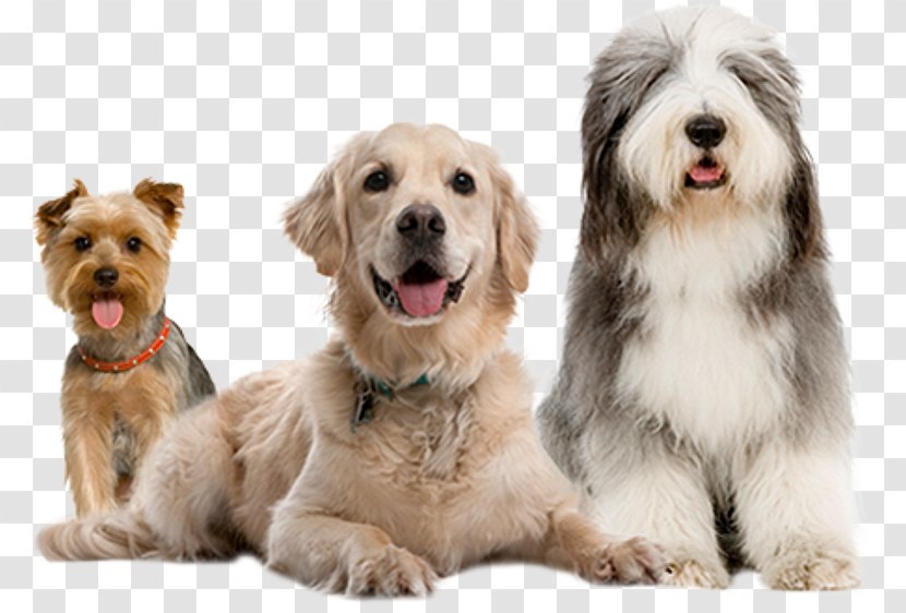 Dog Training Pet Sitting Puppy Cat - Love Transparent PNG