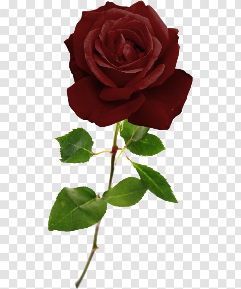 Garden Roses Cabbage Rose Floribunda French Cut Flowers - Petal - Family Transparent PNG