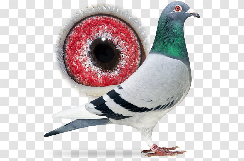 Homing Pigeon Columbidae Racing Bird Typical Pigeons Transparent PNG