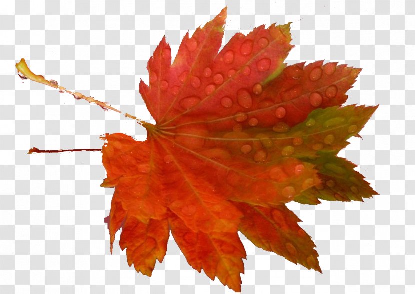 Leaf Clip Art - Maple - Autumn Leaves Transparent PNG