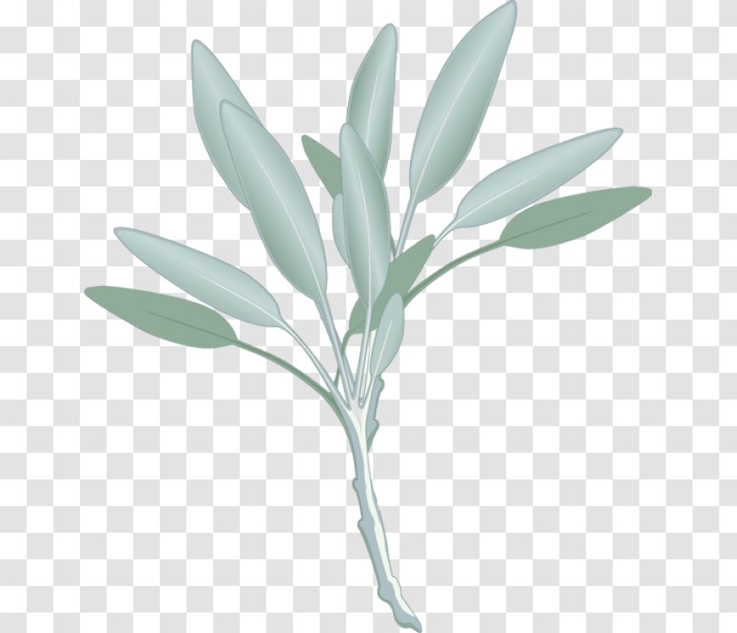 Common Sage Herb Watercolor Painting Clip Art - Plant Stem - Cliparts Free Transparent PNG