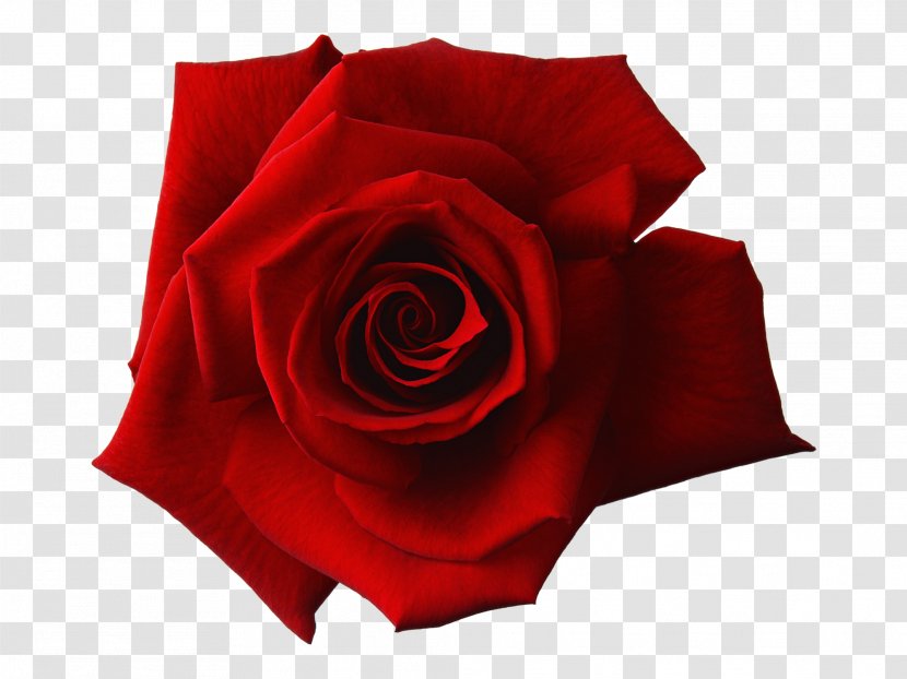 Rose Clip Art - Garden Roses - Auction Transparent PNG