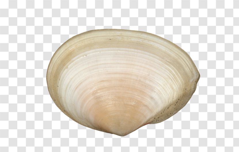 Cockle Veneroida Tableware - Clam - Coquillage Transparent PNG