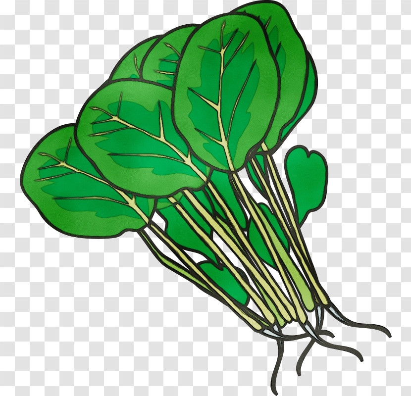 Leaf Leaf Vegetable Plant Stem M-tree Tree Transparent PNG