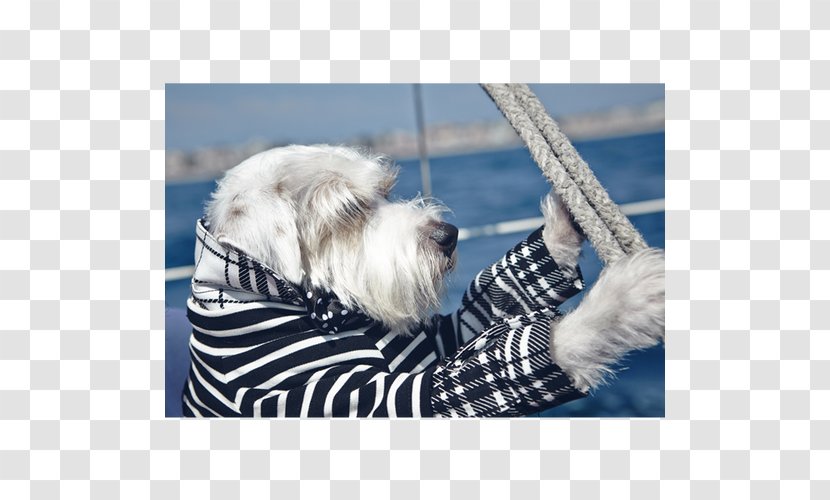 Dog Breed Petit Basset Griffon Vendéen Tibetan Terrier Shih Tzu Bearded Collie - Puppy Transparent PNG