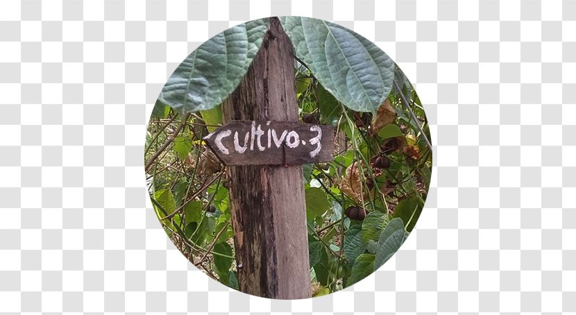 Plukenetia Volubilis Miraflores, Boyacá Amazon Rainforest Vine Planta Rastrera - Sacha Inchi Transparent PNG