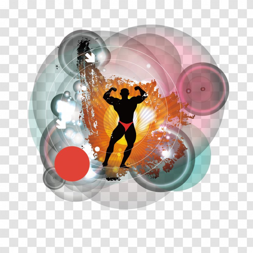 Physical Fitness Bodybuilding - Diagram - People Transparent PNG
