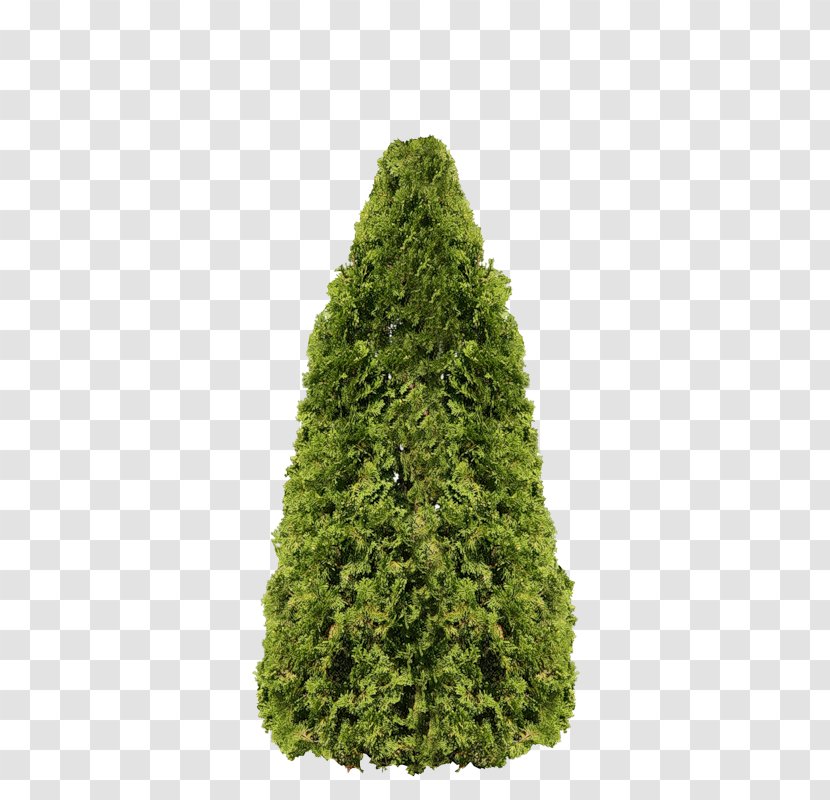 Arborvitae Fir Pine Tree Evergreen - Grass Transparent PNG