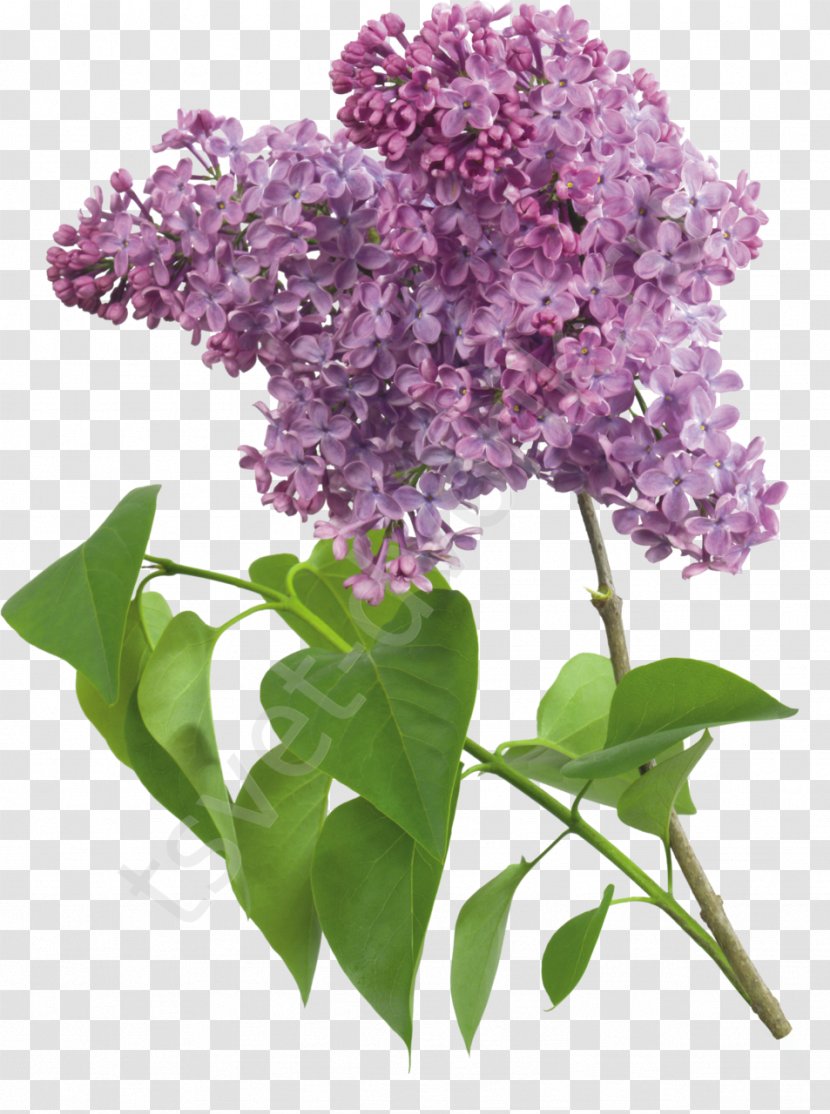 Common Lilac Lavender Violet - Syringa Badge Transparent PNG