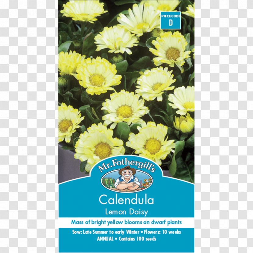 Chrysanthemum Calendula Officinalis Lemon Flower Seed - Edible Transparent PNG