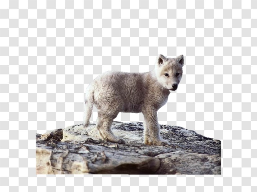 Alaskan Tundra Wolf Coyote Dog Puppy Animal - Aullido Transparent PNG