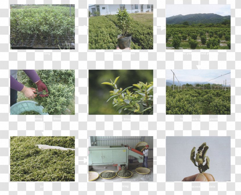 Tea Common Guava Taiwan Plantation - Ecosystem - Compendium Of Materia Medica Transparent PNG