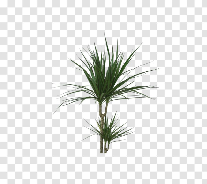 Palm Tree Background - Terrestrial Plant - Perennial Pine Transparent PNG