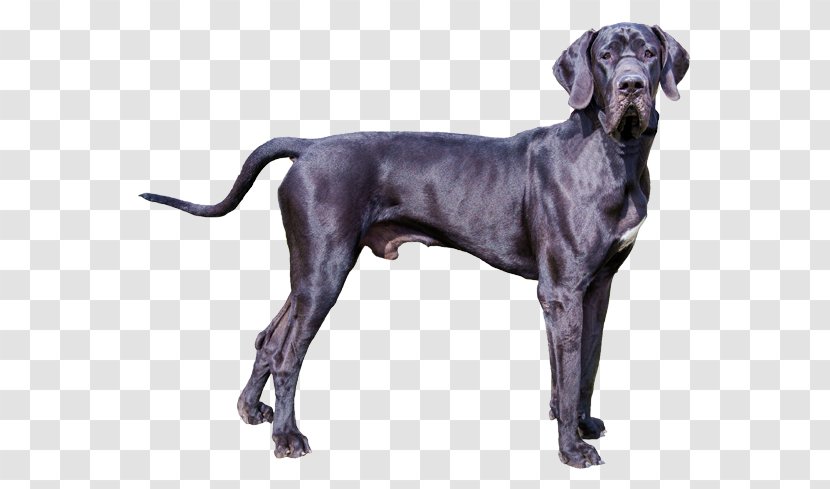 Great Dane Old Danish Pointer Plott Hound Dog Breed English Mastiff - Puppy Transparent PNG