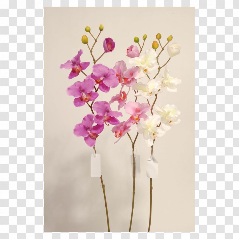 Moth Orchids Cut Flowers Dendrobium - Floral Design - Flower Transparent PNG