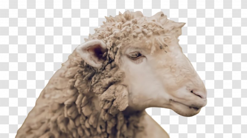 Eid Al Adha Sheep - Lamb - Cowgoat Family Goats Transparent PNG