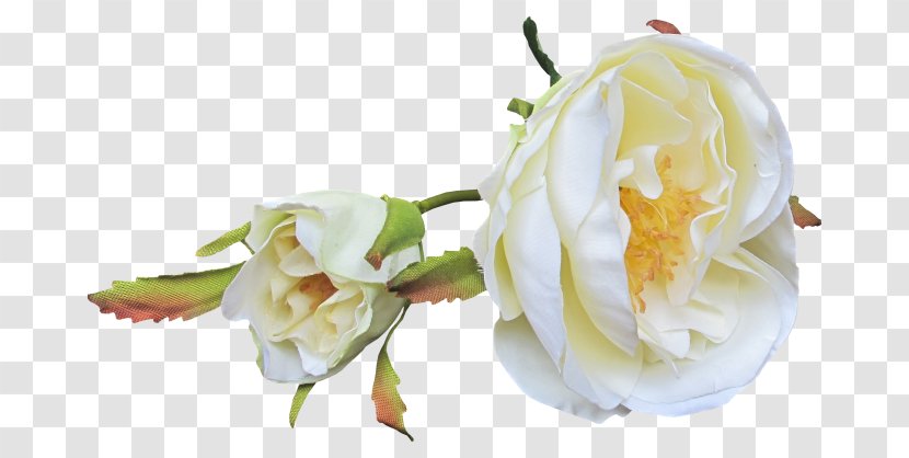 Garden Roses Bud Petal Cut Flowers - Picture Frames - Rose Transparent PNG