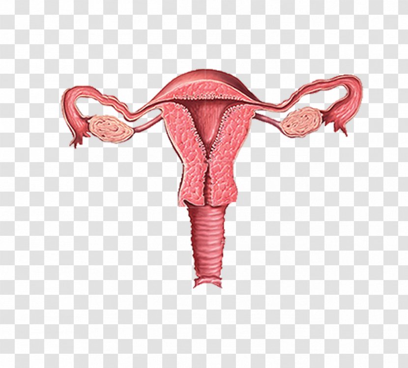 Female Reproductive System Pelvic Inflammatory Disease Ovary - Woman Transparent PNG