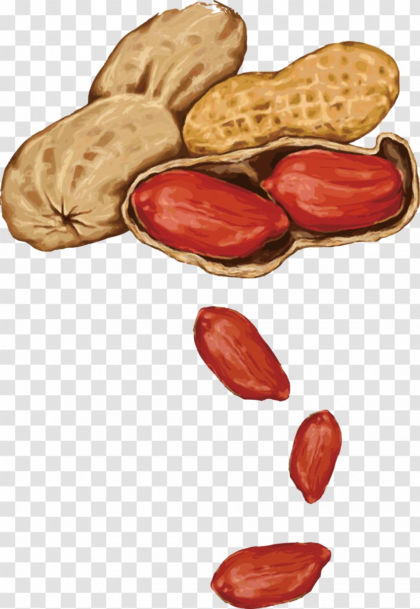 Peanut Almond Drawing - Hand-painted Bouquet Vector Transparent PNG