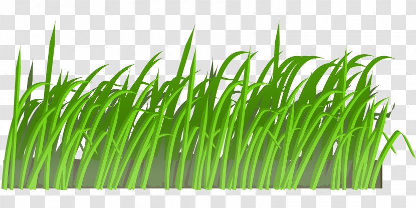 Lawn Clip Art - Plant - Field Transparent PNG
