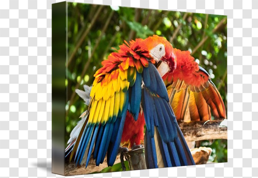 Scarlet Macaw Bird Beak Blue Transparent PNG